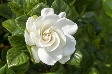 gardenias flower meaning